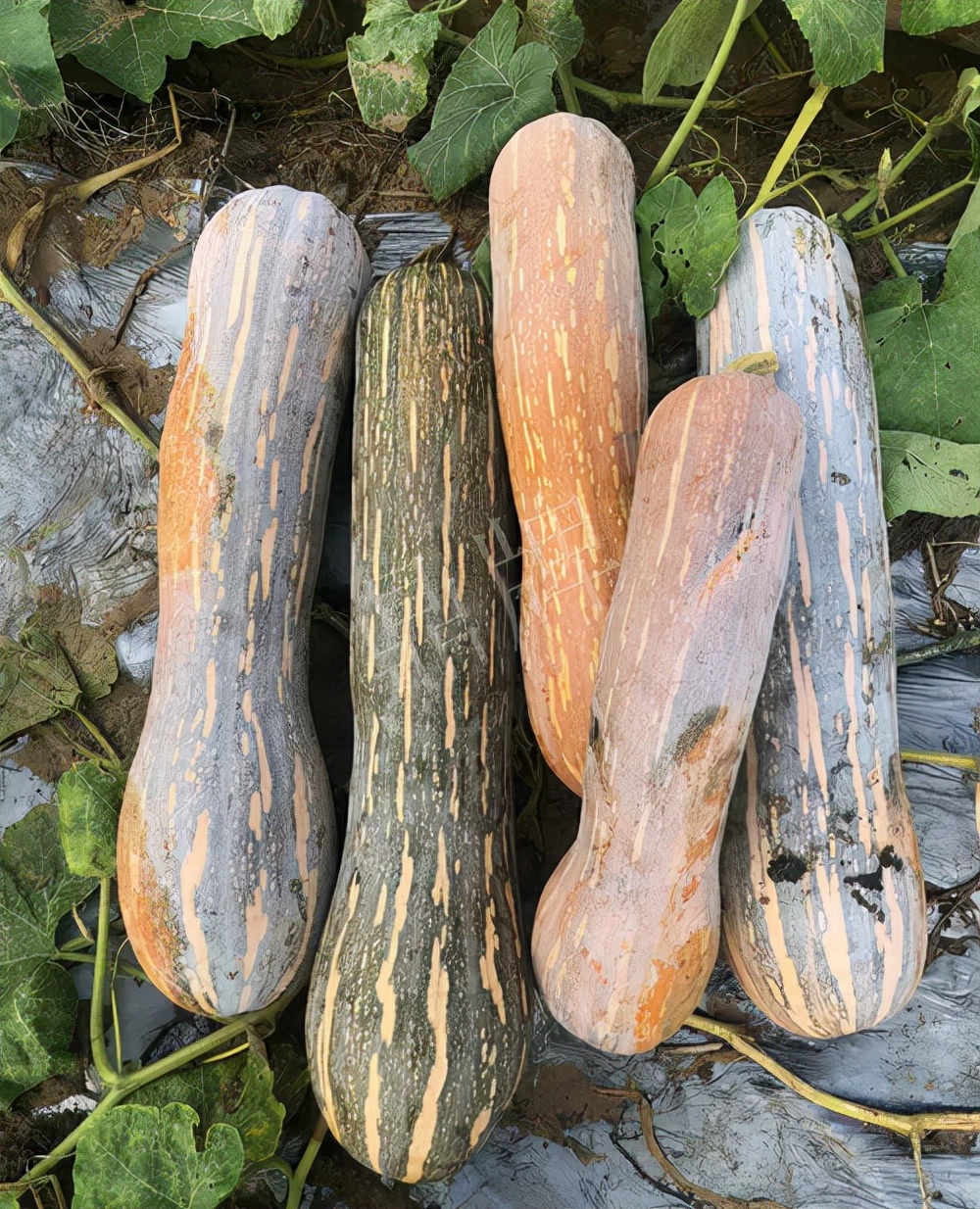 四川農(nóng)戶今年種“健美蜜本”南瓜產(chǎn)量高，品質(zhì)好，感覺巴適得很