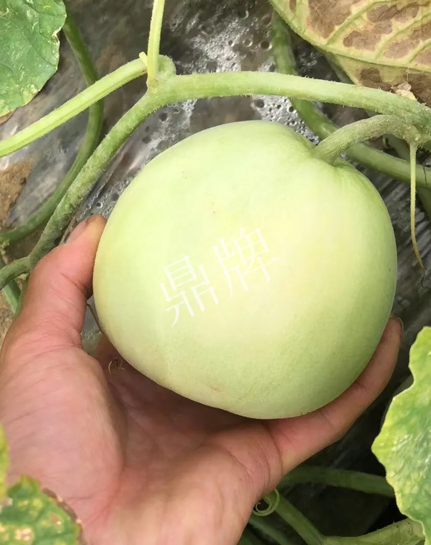 郴州農戶種植新品種，果實又香又甜，很好賣