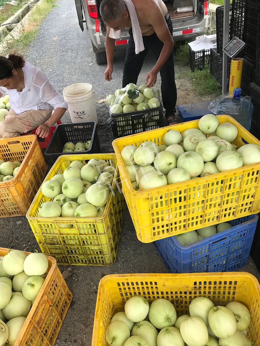 郴州農戶種植新品種，果實又香又甜，很好賣
