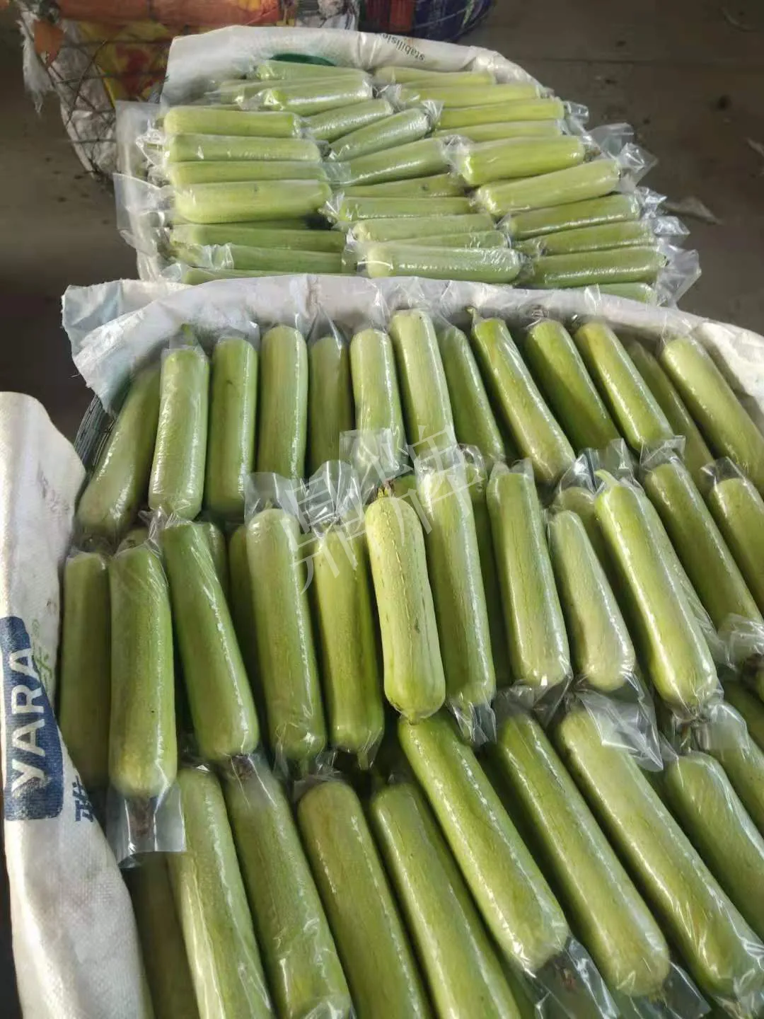 這個絲瓜每畝能掙3萬，沒種植的農(nóng)戶后悔得拍大腿