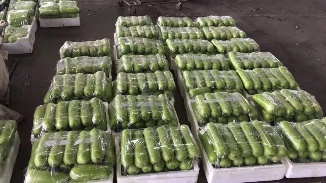 這個品種上市早，價格好！我連續(xù)種了三年，滿意