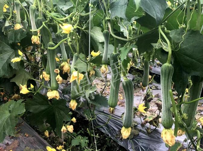 蔬菜種子種植戶客戶點(diǎn)評(píng)-這個(gè)絲瓜品種，找不到競(jìng)爭(zhēng)對(duì)手……