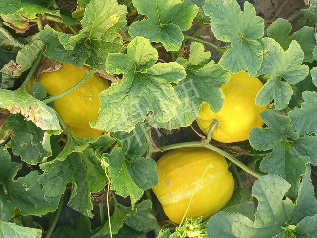 蔬菜種子種植戶客戶點(diǎn)評-種它！種它！高溫季節(jié)就種它！