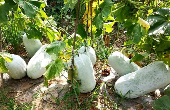 蔬菜種子種植戶客戶點(diǎn)評-驚訝！炎炎烈日下，小孩大聲喊：“大雪球！大雪球……”怎樣一回事？