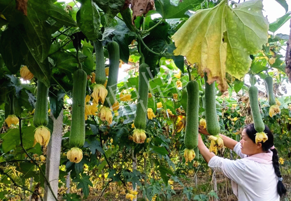 蔬菜種子種植戶客戶點(diǎn)評-8月，持續(xù)高溫下，這種絲瓜少見，少見！