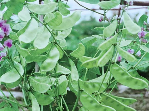 蔬菜種子種植戶客戶點評-鼎牌幫我度難關(guān)，決心助我大豐收！