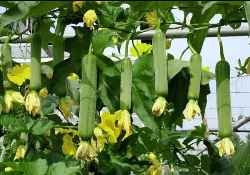 蔬菜種子種植戶客戶點評-每畝收入2萬元！這個絲瓜品種大受歡迎！