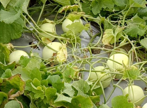 蔬菜種子種植戶客戶點評-種植甜瓜20年，這個品種讓我更省心！