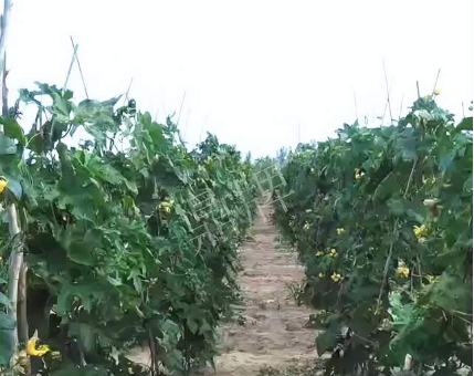 蔬菜種子種植戶客戶點評-種植這個品種，獲得高收入，老婆的功勞最大