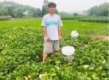 蔬菜種子種植戶客戶點評-甜瓜新品上市，每個賣9元，很暢銷！