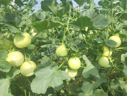 蔬菜種子種植戶客戶點評-種植這個新品種，我感到非常滿意！