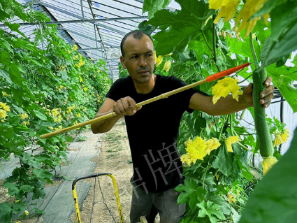 蔬菜種子種植戶客戶點評-這種絲瓜在法國，批發(fā)都是30元/kg