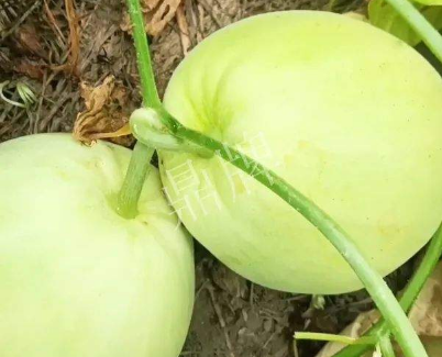 蔬菜種子種植戶客戶點評-我終于找到滿意的甜瓜品種了！