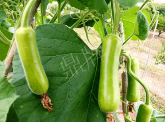 蔬菜種子種植戶(hù)客戶(hù)點(diǎn)評(píng)-科研人員發(fā)誓研究的一個(gè)抗高溫品種，您可能需要！