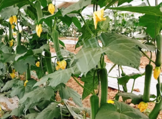 蔬菜種子種植戶(hù)客戶(hù)點(diǎn)評(píng)-一株結(jié)瓜30多個(gè)，價(jià)錢(qián)好，賺了！