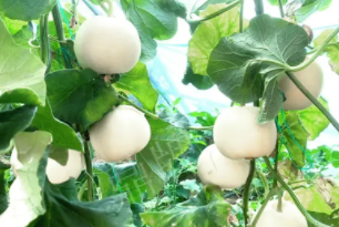 蔬菜種子種植戶(hù)客戶(hù)點(diǎn)評(píng)-丁老板說(shuō)：種植這個(gè)品種，獲得了滿(mǎn)意的收入，確實(shí)“爽歪歪”