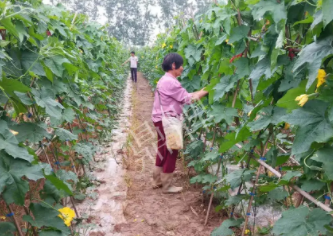 蔬菜種子種植戶(hù)客戶(hù)點(diǎn)評(píng)-85歲老奶奶，還是種植基地的領(lǐng)頭人，做的怎么樣？一起去看看…