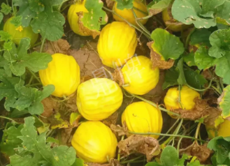 蔬菜種子種植戶(hù)客戶(hù)點(diǎn)評(píng)-瓜農(nóng)說(shuō)：“還得是這個(gè)品種啊！”，什么品種讓種植戶(hù)如此感慨？