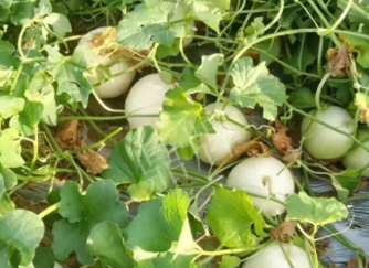 蔬菜種子種植戶種植心得-真有這么好嗎？這個品種我試種了一畝地，猜猜