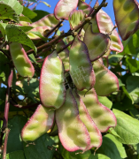 蔬菜種子種植戶客戶點評-價格好得讓種植者笑咪咪的，這個神奇的品種在霜降后還是串串結(jié)莢！