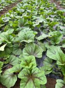 蔬菜種子種植戶客戶點評-第一次種植這種菜，現(xiàn)在可以上市了，大家?guī)臀医ㄗh一下，能賣個什么價格？