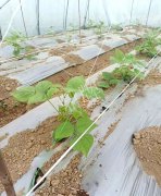 蔬菜種子種植戶客戶點(diǎn)評(píng)-超早！超早！我的扁豆2月15日“逆季”上市……