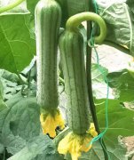 蔬菜種子種植戶客戶點(diǎn)評(píng)-這瓜，太美了！太美了！但我這個(gè)老菜農(nóng)……唉！