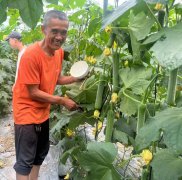蔬菜種子種植戶客戶點(diǎn)評(píng)-干農(nóng)業(yè)，有喜悅嗎？有的，請(qǐng)看！