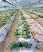蔬菜種子種植戶客戶點(diǎn)評(píng)-三倍體絲瓜到底是斷頭好？還是不斷頭好？看看這位老板的做法……