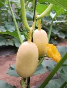蔬菜種子種植戶客戶點(diǎn)評(píng)-瓜菜價(jià)格不好，太卷了！看一位種植大戶穩(wěn)穩(wěn)賺錢的經(jīng)驗(yàn)…