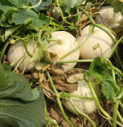 蔬菜種子種植戶客戶點(diǎn)評(píng)-我種植的這個(gè)品種，稱得上“白馬王子”，與大家分享！