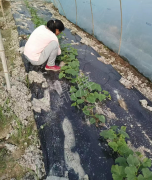蔬菜種子種植戶客戶點(diǎn)評(píng)-我想要一個(gè)抗高溫又品質(zhì)優(yōu)良的甜瓜品種，終于找到了！
