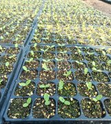 蔬菜種子種植戶客戶點評-高溫+病毒，雙重暴擊！今年種植這個品種能賺錢嗎？